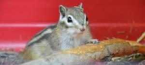 Жизнь нашего бурундука!