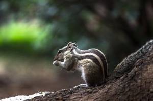 Индийская пальмовая белка  грызун  бурундук на стволе дерева в размытом красивом мягком размытом фоне