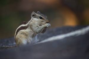 Белка  грызун  также известный как бурундук на стволе дерева на мягком размытом фоне