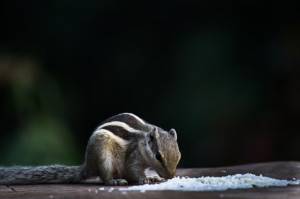 Белка  грызун  также известный как бурундук на стволе дерева на мягком размытом фоне