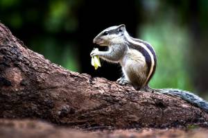 Белка  грызун, также известный как бурундук, остановился и с любопытством остановился на дворе деревьев
