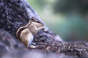 Белка  грызун  также известный как бурундук, сидящий на стволе дерева на мягком размытом фоне
