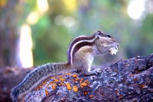 Пальмовая белка  грызун, также известный как бурундук, твердо стоящий на стволе дерева