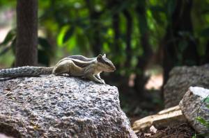 Белка  грызун, также известный как бурундук, стоит на скале в естественной среде