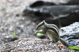 К семейству беличьих относятся древовидные белки, суслики, бурундуки, сурки, грызуны
