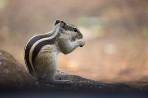 Крупный план индийской пальмовой белки  грызуна, также известного как бурундук, сидящего на скале