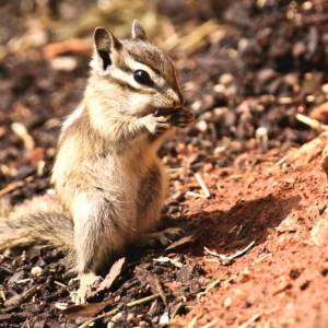 Бурундук сидит на камне и ест орех