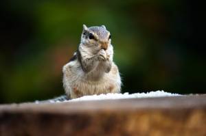 Белка  грызун  также известный как бурундук на стволе дерева на мягком размытом фоне