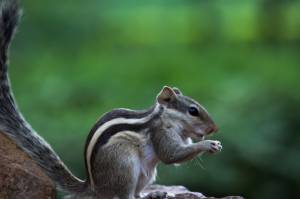 Индийская пальмовая белка  грызун, также известный как бурундук, твердо стоящий на скале