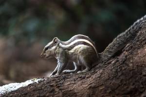 Индийская пальмовая белка  грызун  бурундук на стволе дерева в размытом красивом мягком размытом фоне