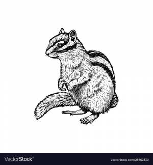 Домашнее животное бурундук