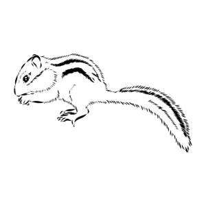 Ручной рисунок бурундука черно-белая векторная иллюстрация в стиле ретро