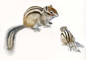 Дом бурундука в природе