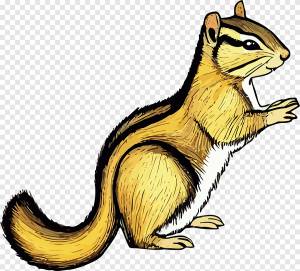 бурундук, белка, грызун, млекопитающее, животное, дикая природа, природа, милый, лесистая местность, лес, png