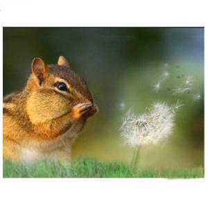 Картина Бурундук Одуванчик 5D DIY Алмазная вышивка Белка Мозаика Полный круглый Алмазный набор Декор