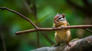 бурундуки фон, 280 картинки Фото и HD рисунок для й загрузки