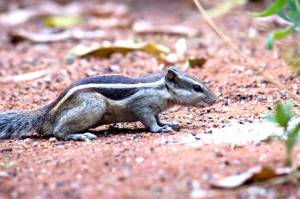 Белка  грызун, также известный как бурундук, стоящий на земле