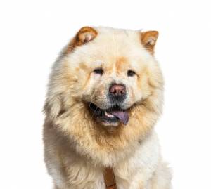 Собака чау-чау, тяжело дыша, изолированные на белом фоне