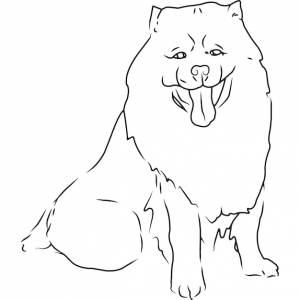 Чау-чау собака рука набросал векторный рисунок