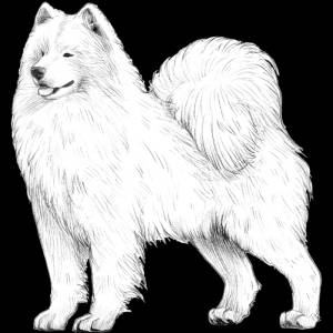 Раскраски собаки и щенки лайки