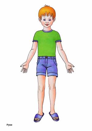 Картинки части тела человека