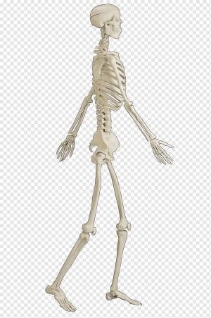 Человеческий скелет кость человеческое тело, свободные люди, идущие скелет пряжкой материал, Бесплатный шаблон дизайна логотипа, люди, человек png