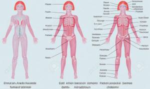 Женское Тело