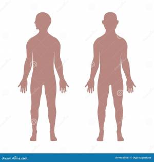 Мужские анатомические формы Иллюстрация вектора