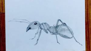 Как нарисовать муравья карандашом