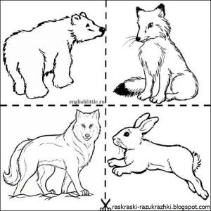 Раскраски карточки дикие животные