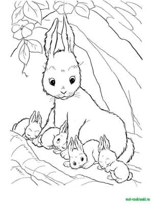 Раскраски дикие животные