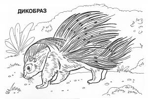 Раскраска Дикобраз