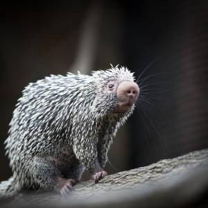 Крупный план симпатичного бразильского дикобраза coendou prehensilis мелкого dof