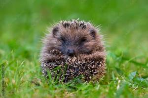 Little hedgehog close up фотография Stock