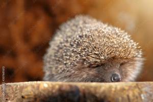 The hedgehog, a large and wild mammal went hunting