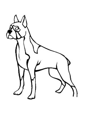 Раскраски собака доберман