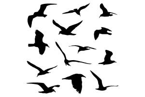 Трафареты и шаблоны Чайки