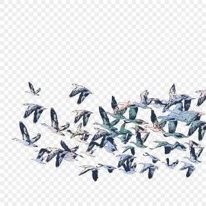 чайки вектор PNG и картинки пнг