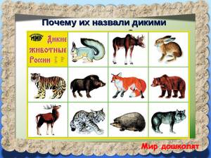 По каким признакам отличить диких животных от домашних?