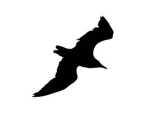 Трафареты Чайки