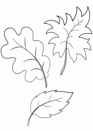 Раскраска Листик дуба, клена и бука