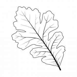 Лист дуба трафарет