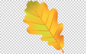 Лист дуба Желудь рисунок, лист, лист, оранжевый, ветка png