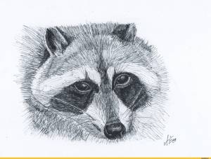 Морда енота рисунок