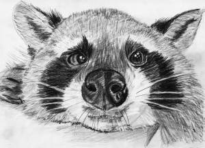 Морда енота рисунок