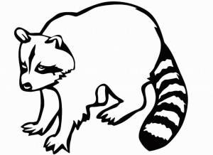 Раскраска Енот