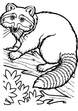 Раскраски кот енота