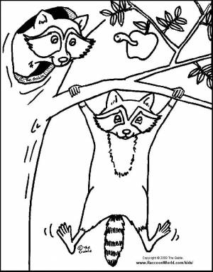 Раскраски лиса енот