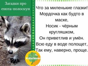 Загадки про енота-полоскуна