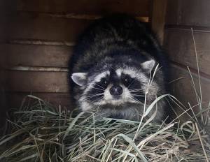 Полосатый и хвостатый